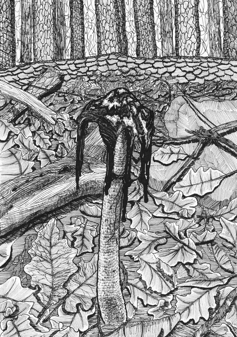 Champignon bizarre [Décembre 2022]