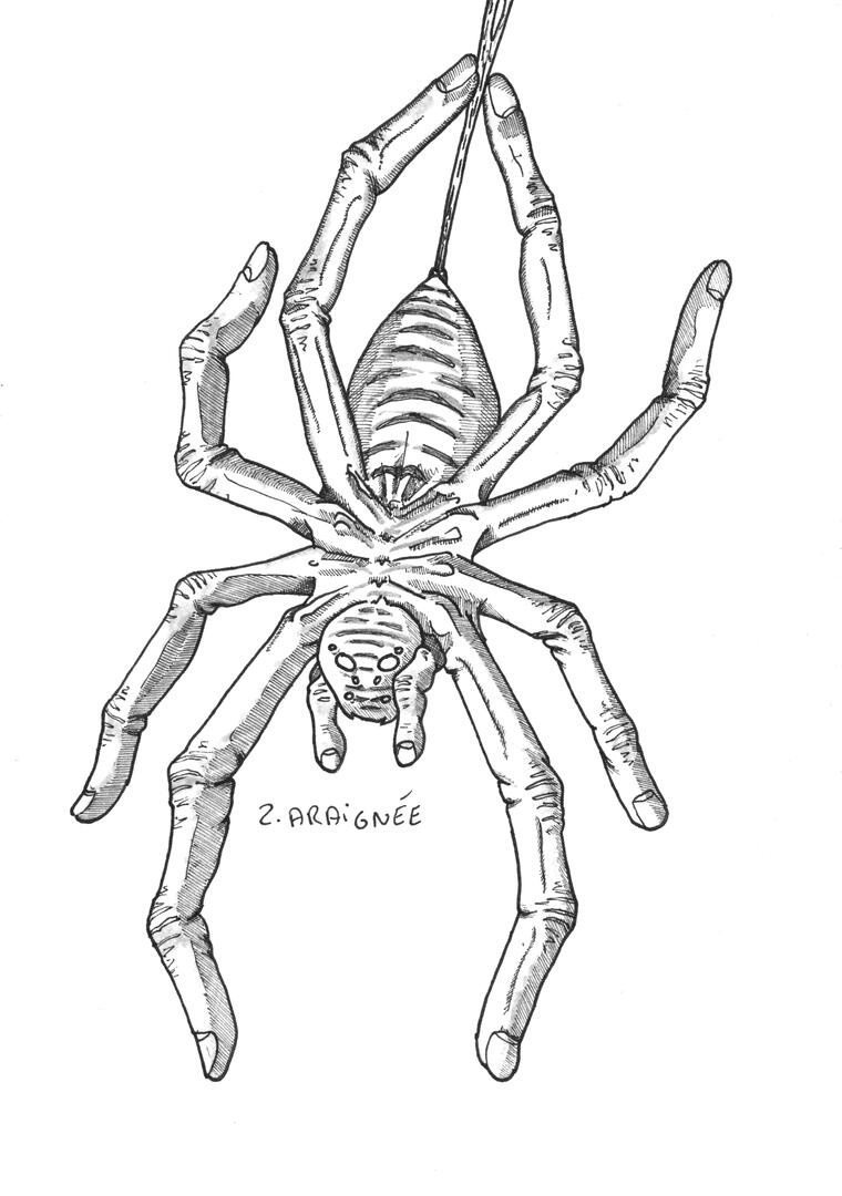 Araignée