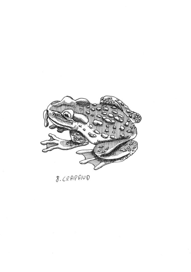 Crapaud